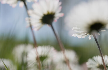 Dreamy common daisy meadow with soft focus and pastel light © Vjom