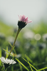 Pink tipped common daisy bud in sunlit spring meadow © Vjom