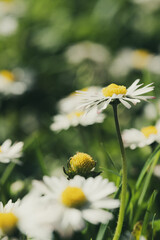 Common daisy flowers in green meadow with soft bokeh © Vjom