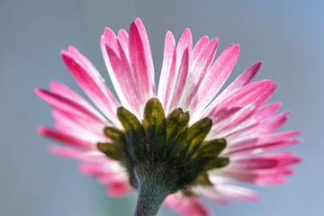 Common Daisy Flower Macro from Below Against Blue Background © Vjom