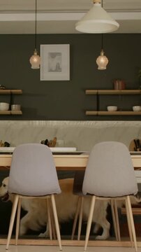Vertical video: After pause walking dog crossing right-to-left under 2 dining chairs in kitchen