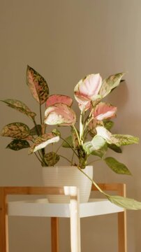Vertical video: Showing sunbeam shifting on variegated plant in white pot on wood stand at window