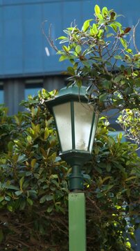 Vertical video: Shifting camera framing green lamp post amid shrubs to show dirty glass and streaks