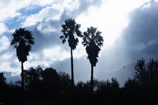 dramatic sunrays  and silhouette of palm trees