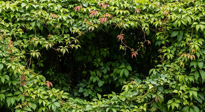 Bush grape or three-leaved wild vine cayratia (Cayratia trifolia) liana ivy plant bush, nature frame jungle border
