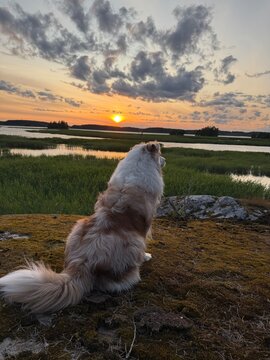 dog and sunset