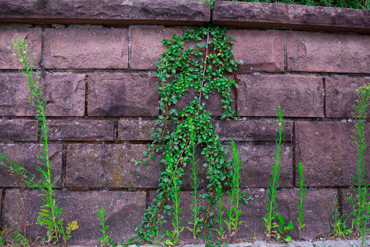 a beautiful green creeping cotoneaster plant with small red berries growing on an old brown stone wall surrounded by tall green weeds