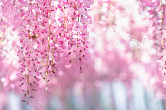 Dreamy pink double wisteria flowers with soft bokeh in spring