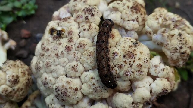 The clip shows the activity of a brown caterpillar moving horizontally along the side of a cauliflower. 