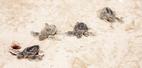 Fototapeta premium A small baby sea turtle crawls along the sandy shore towards the ocean to survive. The turtle hatched on the island of Sri Lanka. New life, saving the population, the way forward to a new life.