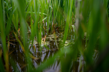 Obraz premium Green grass growing in standing water on wet ground, close up view of flooded vegetation in marshy outdoor area.