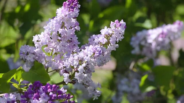 Lilac flowers blossom background - Branch with purple petals blooming and swaying in the wind - Spring nature landscape.