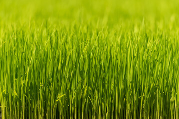 Obraz premium Asian golden rice paddy field vietnam green farm. Eco agriculture rice landscape concept. Harvest agriculture planting cultivation gold, green rice terraces organic farm with tropical natural sunrise