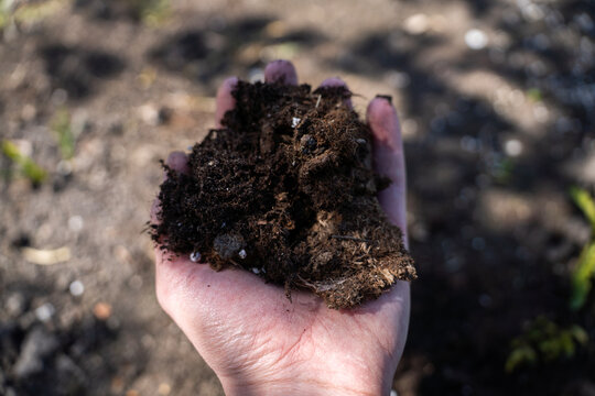Hand holding dark compost or organic soil mix over garden bed, close up view of natural planting material for gardening.