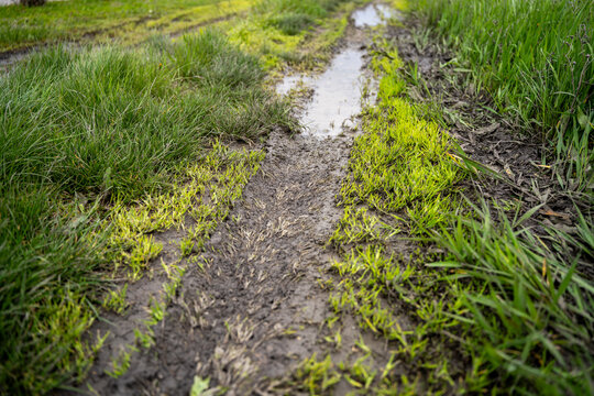 Muddy tire track with standing water crossing grassy ground outdoors, showing wet soil, grass, and drainage problem after rain.