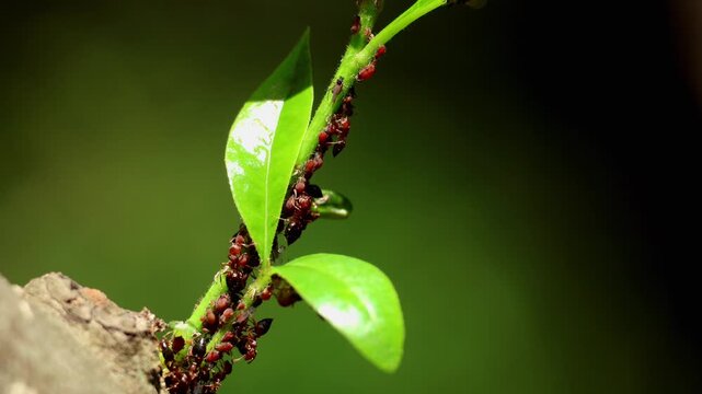Closeup video showing mutual relationship between Crematogaster wroughtonii ants and aphids resting on a green plant leaf in natural habitat during spring season in Himachal Pradesh, India.