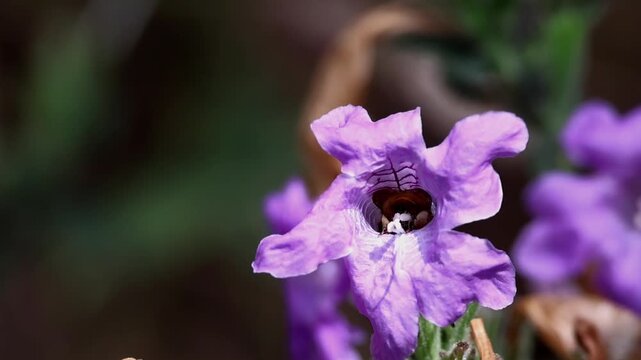 Close up slow motion footage of an Amegilla species bee entering inside a Strobilanthes glutinosus flower while collecting nectar and pollen during a cold winter morning in Himachal Pradesh, India.