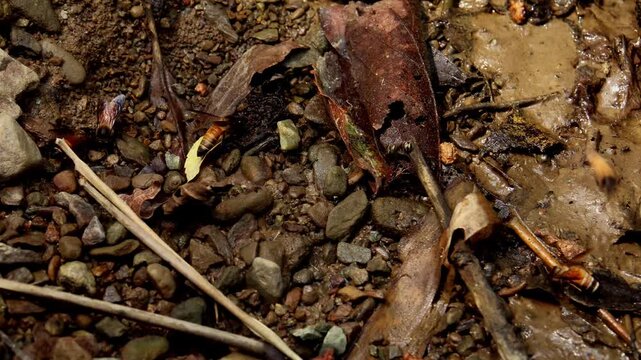 Detailed macro footage showing Giant honey bees (Apis dorsata) and carpenter bees collecting and drinking water during summer in Himachal Pradesh, India.