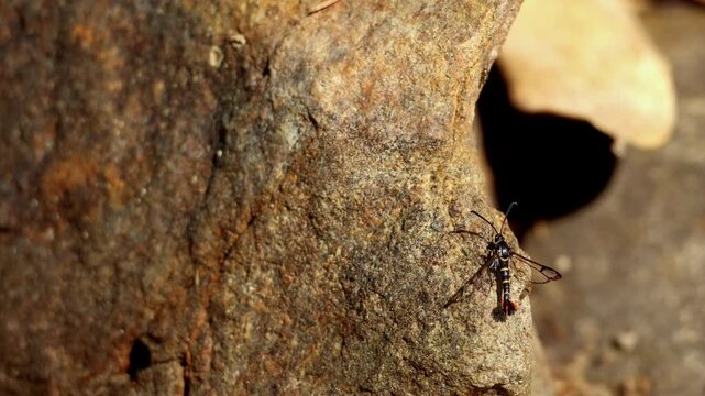 Macro closeup video showing a Sesiidae clearwing moth performing mineral feeding behavior on wet stone surface in natural spring habitat in Himachal Pradesh.