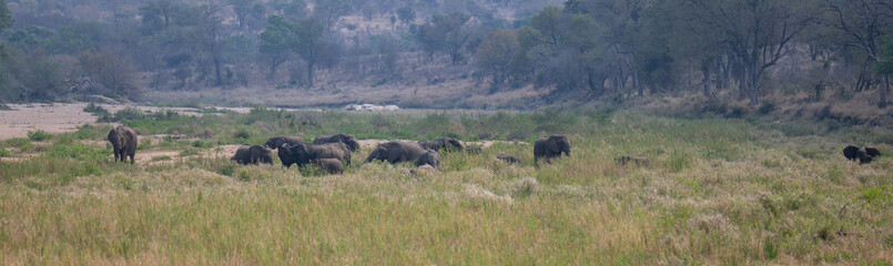 Fototapeta premium African animals Elephants in the bush of Kruger National Park South Africa