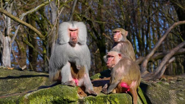 The hamadryas baboon sitting on a rock and looking around.  Papio hamadryas is a species of baboon