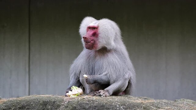The hamadryas baboon sitting on a rock and looking around.  Papio hamadryas is a species of baboon