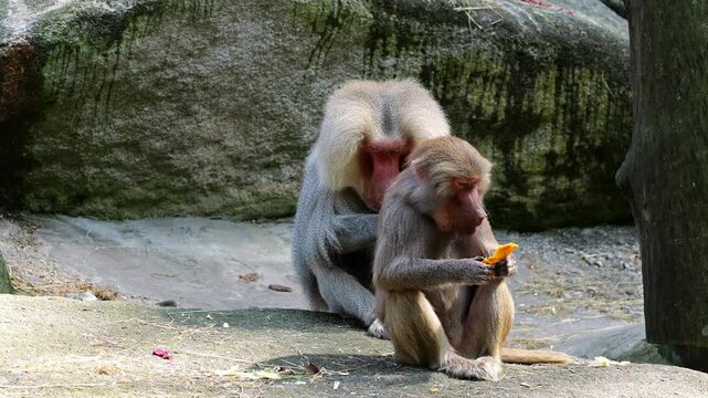 The hamadryas baboon sitting on a rock and looking around.  Papio hamadryas is a species of baboon