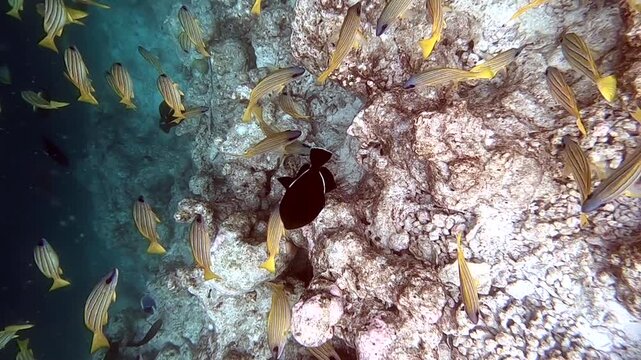 Lutjanus quinquelineatus, the five-lined snapper, is a species of ray-finned fish, a snapper belonging to the family Lutjanidae. It is native to the Indian Ocean and the western Pacific Ocean.