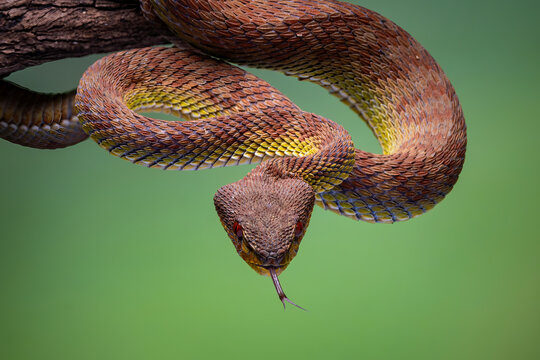 A venomous Variable Bush Viper (Atheris squamigera) flicking its tongue while coiled on a branch