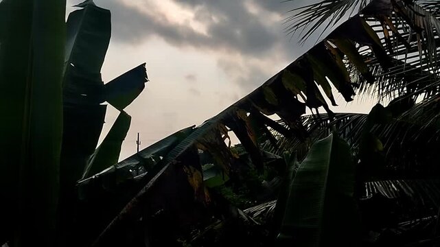 The footage features the silhouette of a banana leaf running diagonally across a gray, cloudy sky.