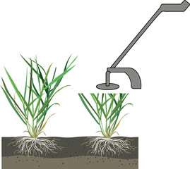 Obraz premium Mowing process of perennial ryegrass lawn grass before and after, cutting grass blades with trimmer scheme (Lolium perenne)