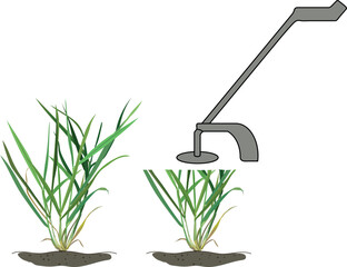 Obraz premium Mowing process of perennial ryegrass lawn grass before and after, cutting grass blades with trimmer scheme (Lolium perenne)