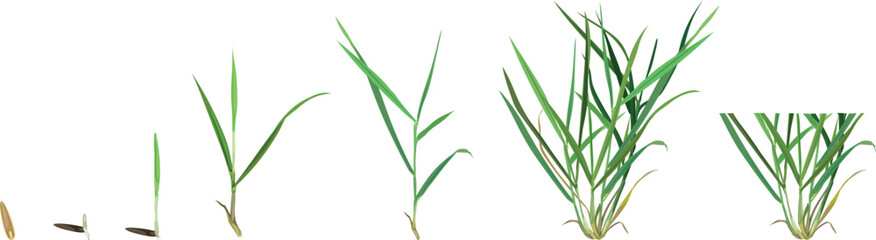 Obraz premium Growth stages of perennial ryegrass lawn grass from seed sprout to mature plant and first mowing diagram (Lolium perenne)