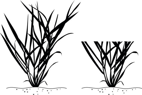 Black silhouette of perennial ryegrass lawn grass before and after mowing, grass cutting icon (Lolium perenne)