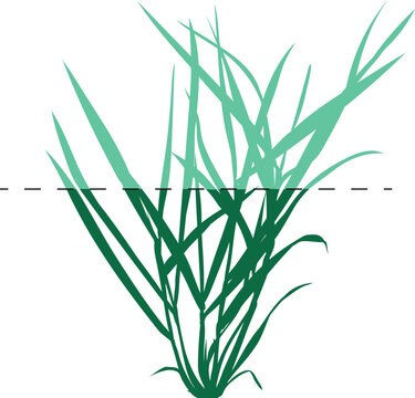 Mowing height limit line on perennial ryegrass lawn grass, proper grass cutting scheme (Lolium perenne)
