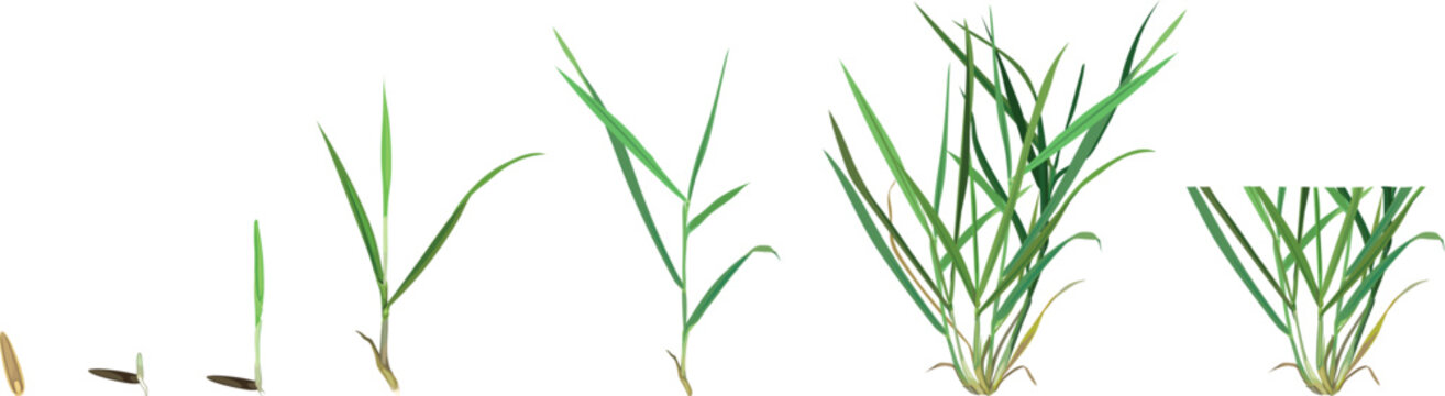 Growth stages of perennial ryegrass lawn grass from seed sprout to mature plant and first mowing diagram (Lolium perenne)
