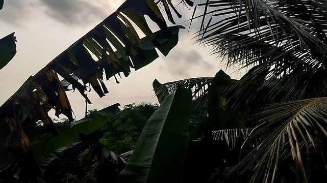 The footage features the combination of the silhouette of a banana leaf and a coconut tree under a cloudy afternoon sky. 