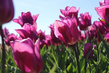 Fototapeta premium pink tulips in spring