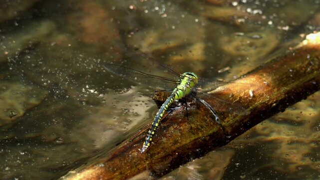Closeup video of a female Anax nigrofasciatus carrying out oviposition behavior by depositing eggs on a floating twig and water surface in a natural freshwater pond located in Himachal Pradesh, India.
