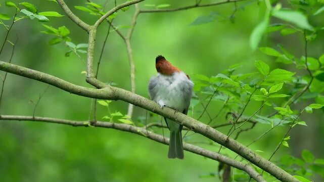 Chestnut backed bulbul perched on branch preening its feathers