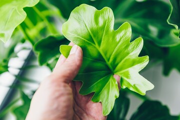 Captivating Close-Up of a Hand Holding a Lush Green Leaf in a Botanical Setting. Philodendron or Monstera © NBLX