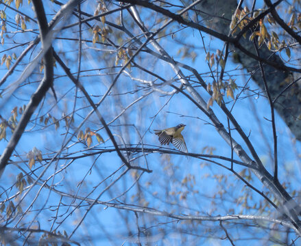 blue headed vireo in spring