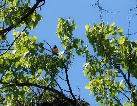 A baltimore oriole in a tree