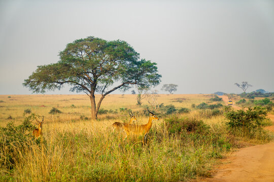 Ugandan Kob antelopes by an acacia tree in Murchison Falls National Park