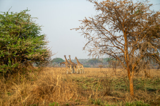 Group of Rothschild's giraffes among trees in the Ugandan savannah