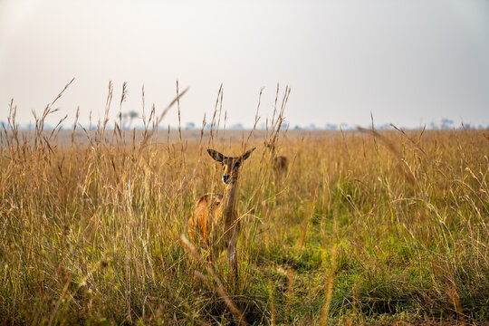 Ugandan Kob antelope camouflaged in the tall savannah grass