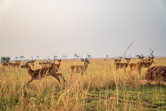  Herd of Ugandan kobs moving through the golden savanna