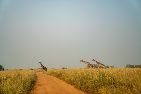 Rothschild's giraffes crossing a dirt road in Uganda