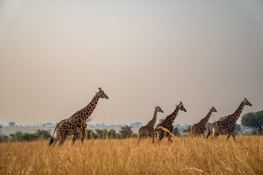 Five giraffes in a row crossing the African savannah.