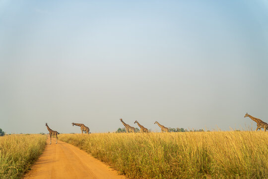 Line of Rothschild's giraffes crossing the savannah in Uganda